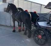 Armăsari Friesieni