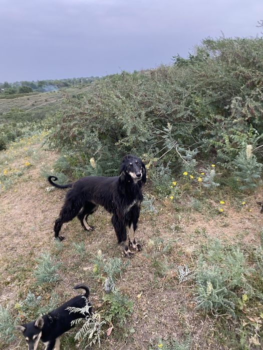 Продам тазы  тайган