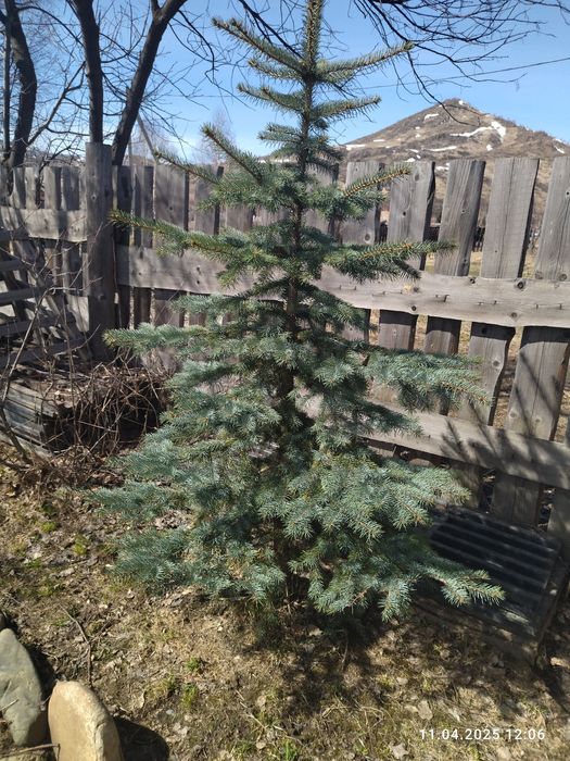 Продам посадочный материал (ель голубая, сибирская)