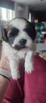 Shih Tzu băiețel