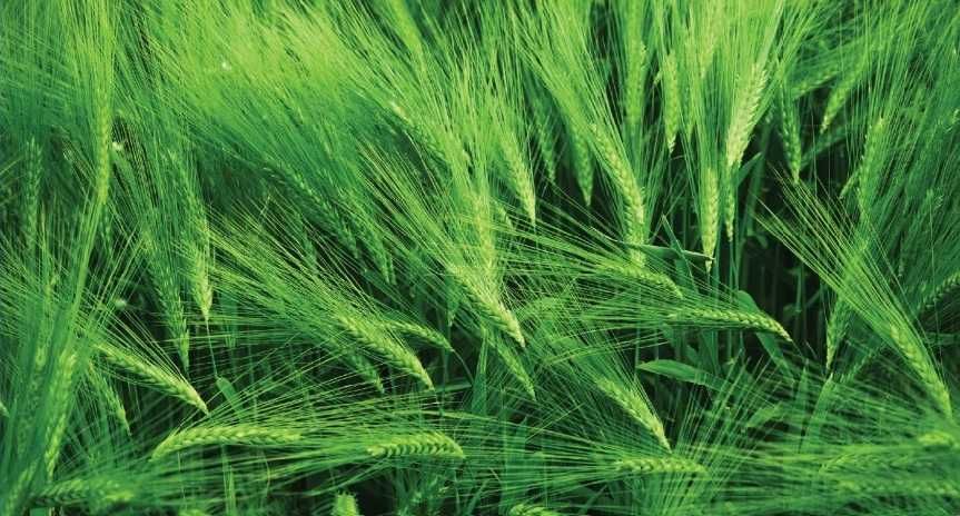 Samanta orz SUELLEN tratata si selectata, Vand samanta orz si grau