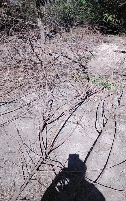 Тандырға туралмаған ұзын шыбық отындар сатылады.Жаркент қаласы.