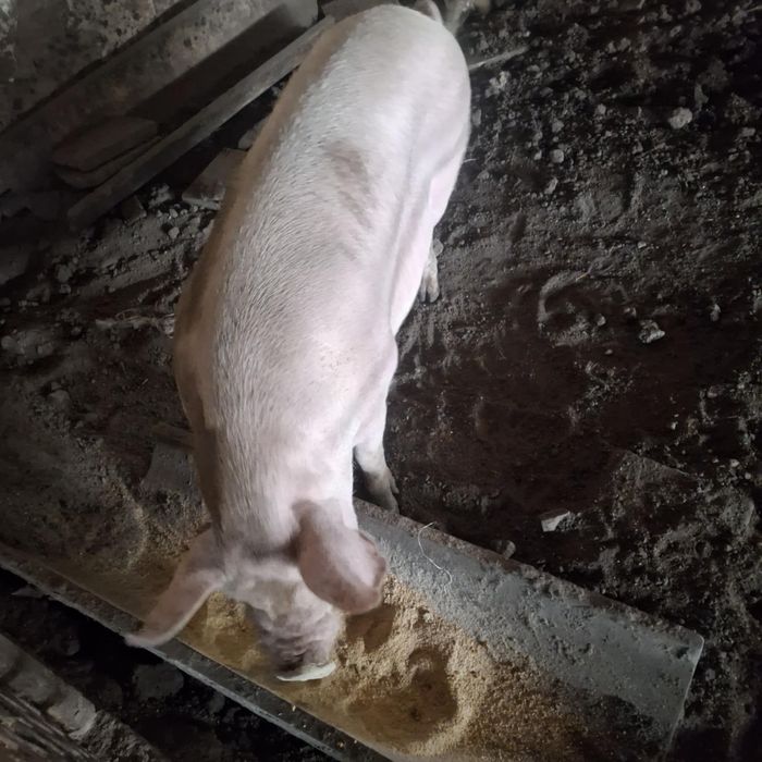 Продавам женско прасе