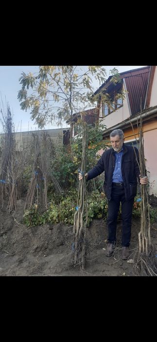 Nuci chandler.Aluni.Lemn foc.Nuc negru.Trandafiri Pom.Ciresi.Castan...