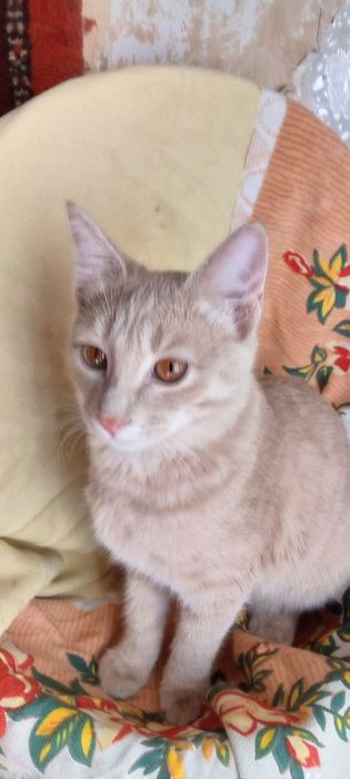 Пристраиваются котята в любящую семью