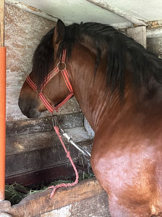 Armasar de 4 ani sange rece unguresc cu pedigree