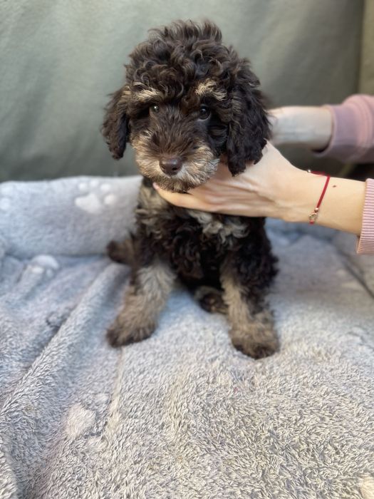 Мини пудели - кафяви