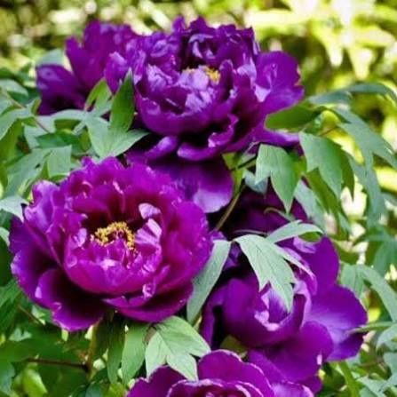 Bujor De Tip Pomișor