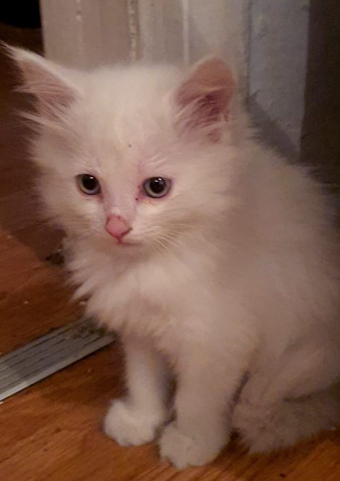 Отдам Котенка белого