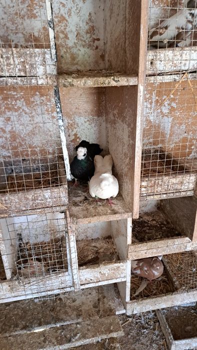 Продавам гълъби.