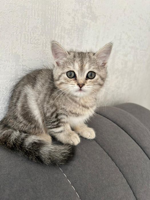 Котенок красивый