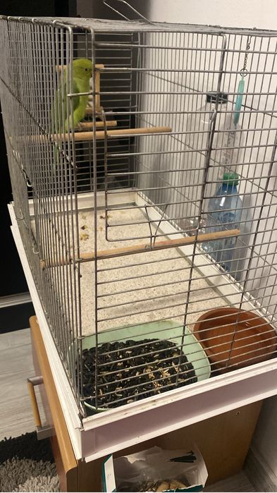 Vand micul Alexandru