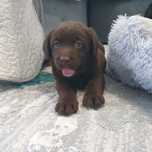 Labrador Pedigree Ciocolatiu