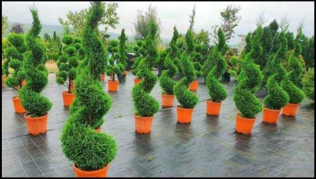 Plante ornamentale: tuia smarald/spirala/pon/magnoli/brazi/mesteacăn/