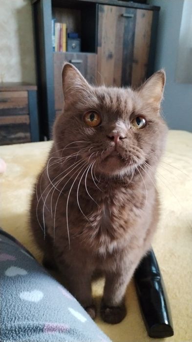 British cinnamon