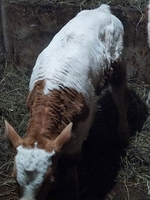 Vând 2 taurasi 2-3sapt