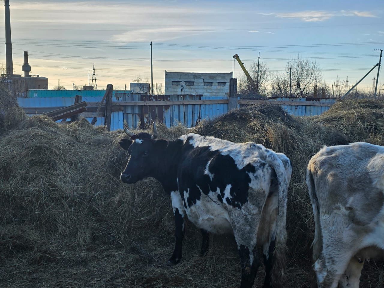 Продам коров быков и телят