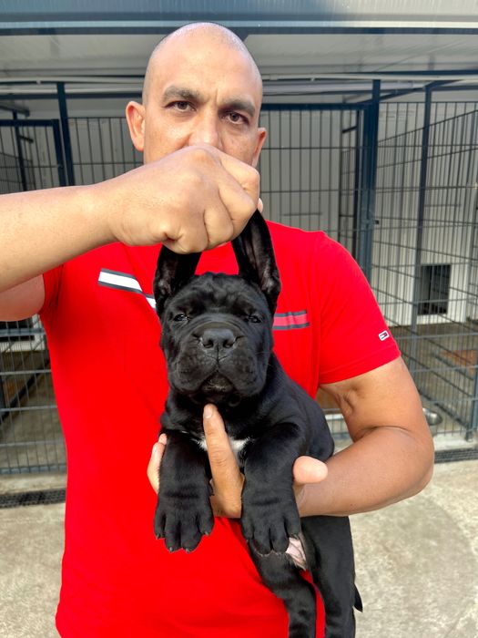 ЕЛИТНИ Кане Корсо