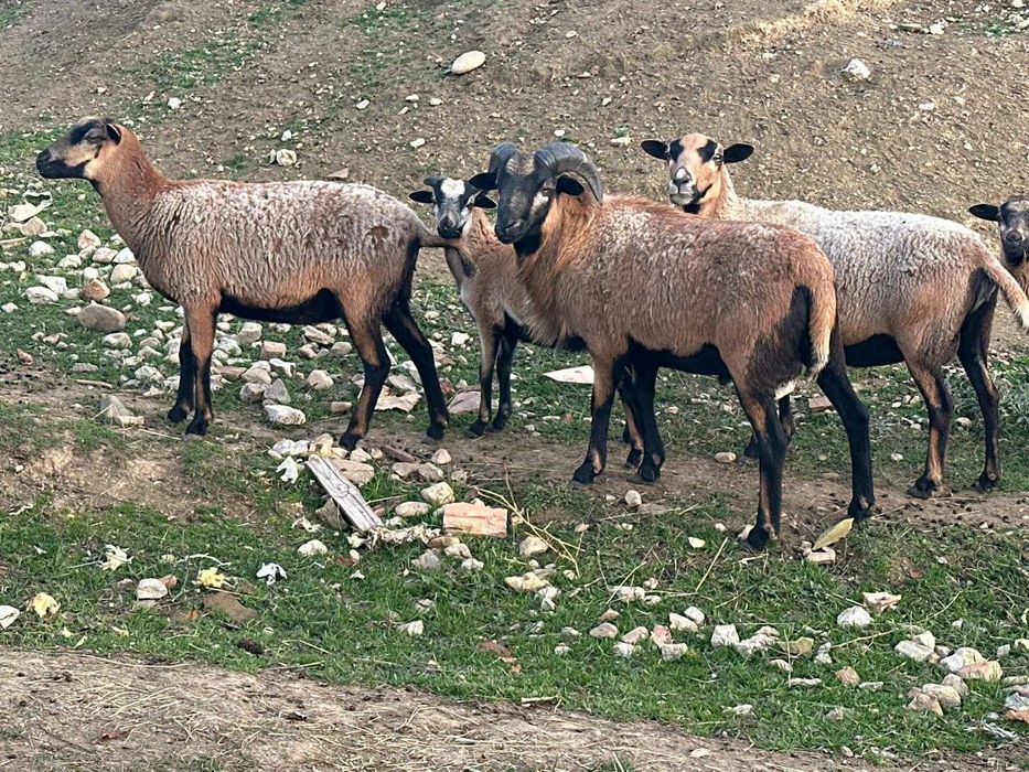 Oi de camerun de vanzare