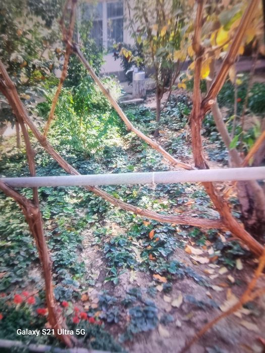 Кулупнай кучатлари