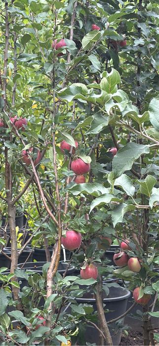 Pomi fructiferi la ghiveci! Pe rod!