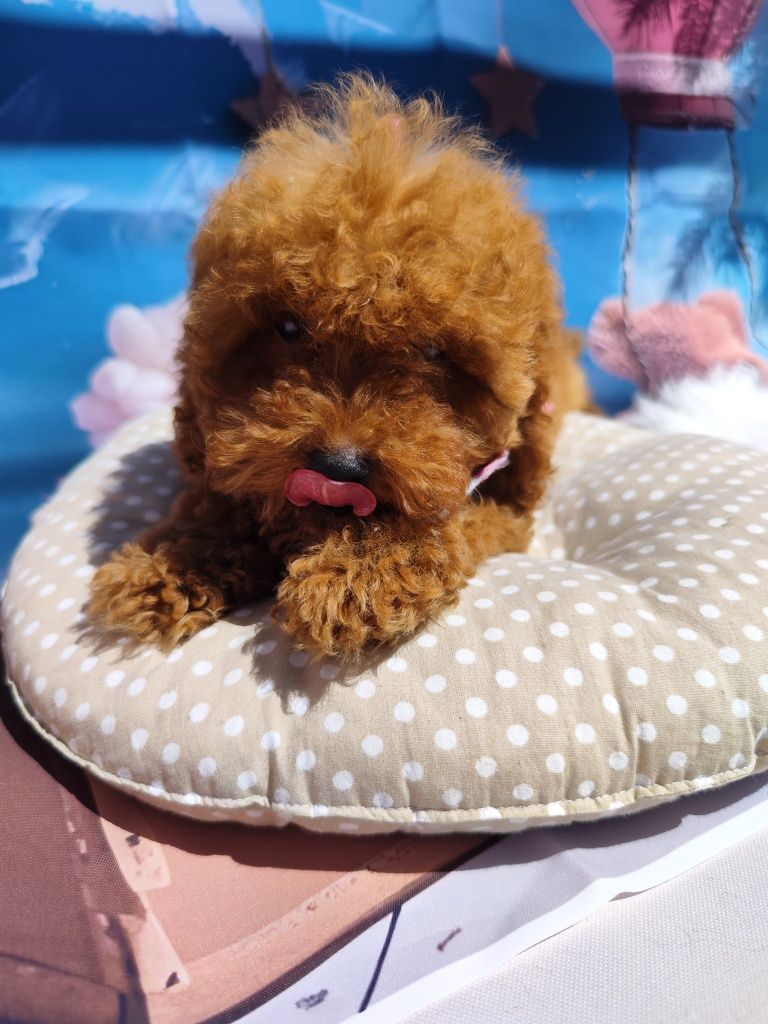 Пудел Той /Toy poodle / Родословие - Цялостна документация