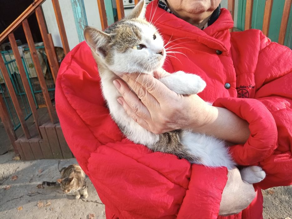 Продам котят, Ловят мышей.