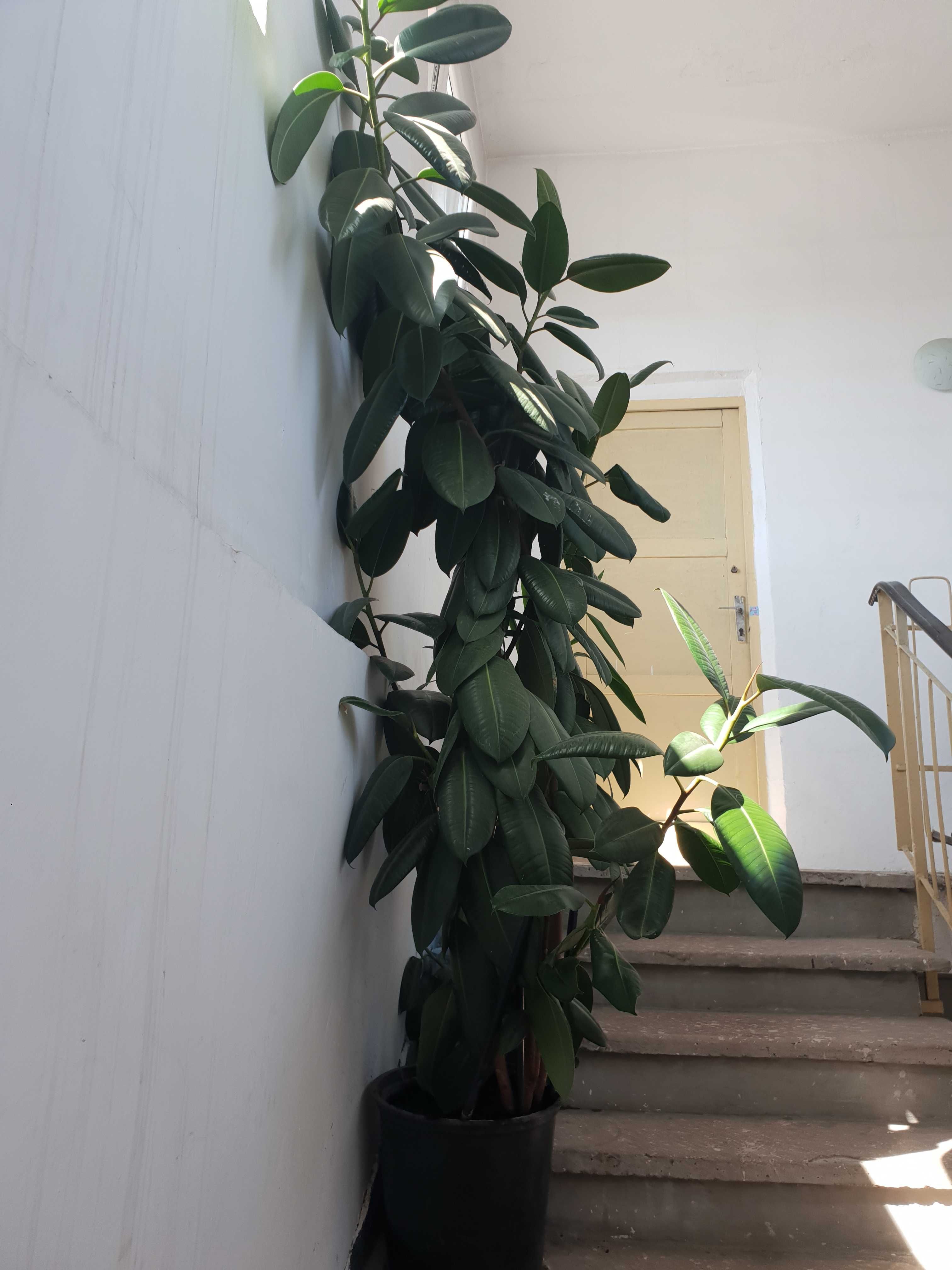 vand ficus cu inaltimea de 2.5 m