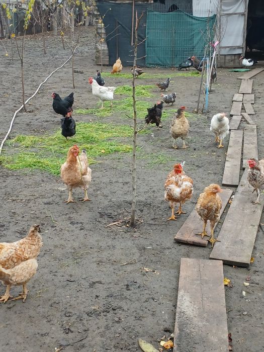 Vând găini,cocoși,rațe și rățoi