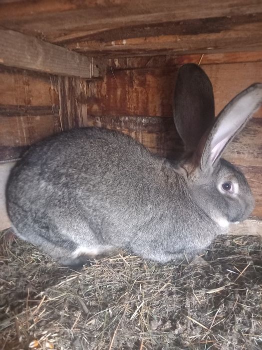 Iepurite uriaș german