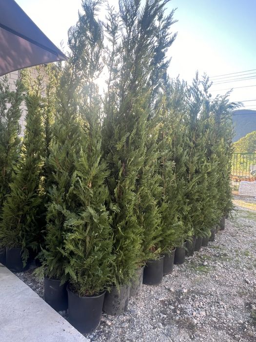 Plante ornamentale de orice specie