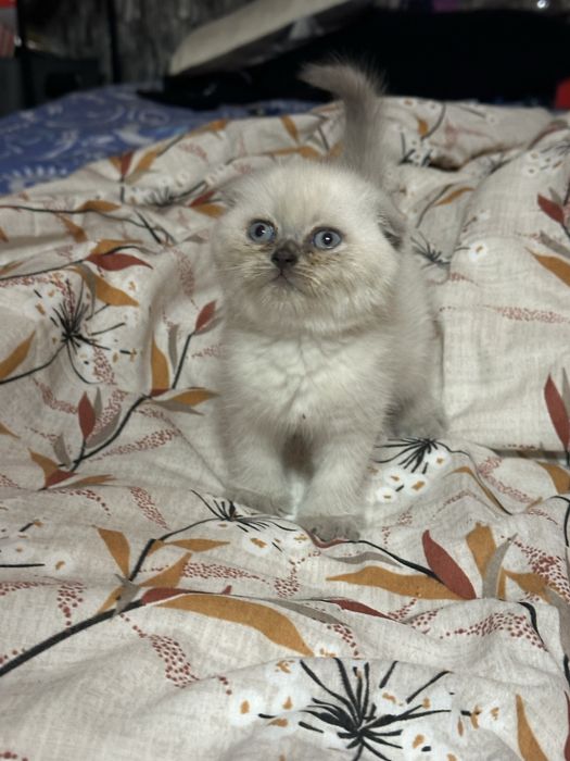 Scottish colorpoint motanel