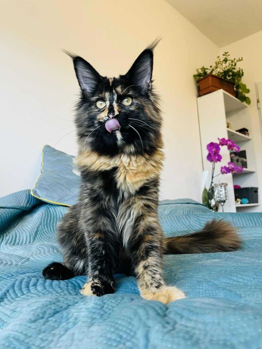 Мейн-куун котенца