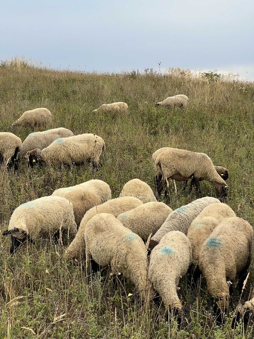 Vand 260 oi Tigaie / Cap negru de Teleorman