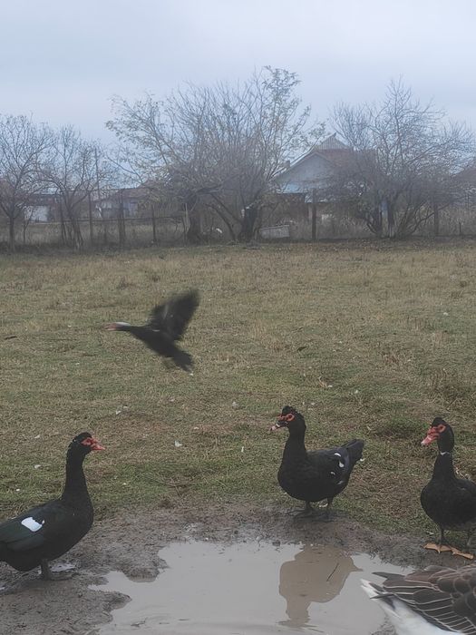 Vând rate și rățoi