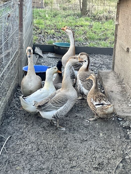 Vand gaste toulouse si rate mute tinere, foarte frumoase