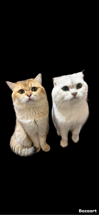 вязка коты Шиншиллы Мираж и Снежок