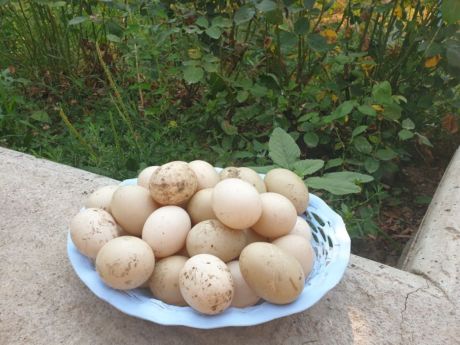 Vand Oua de țara de rața