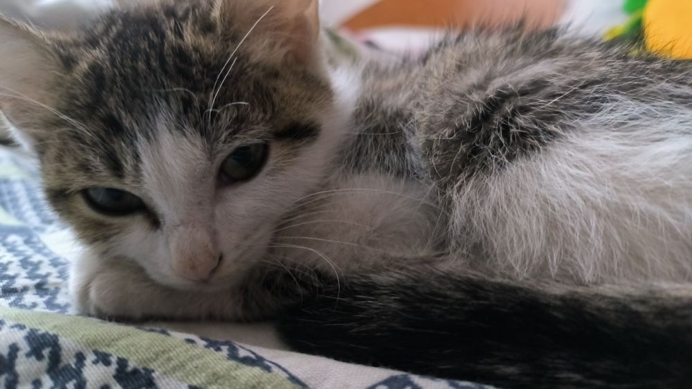 Котенок бесплатно