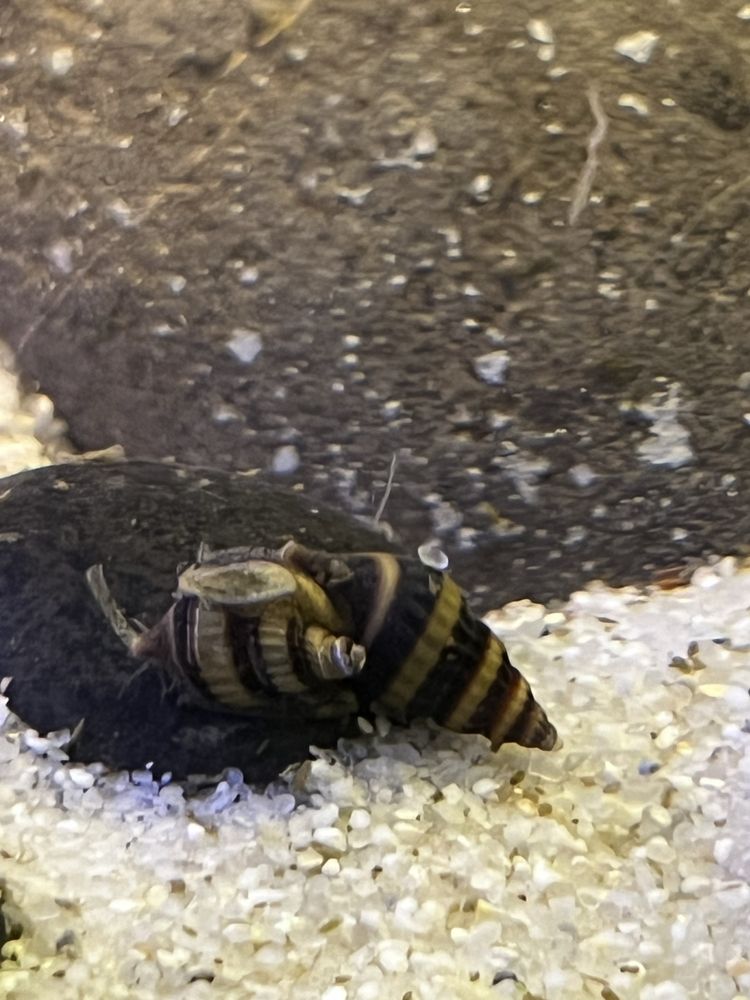 3 melci pomaceea, 3 melci asasini si un gourami silver acvariu pesti
