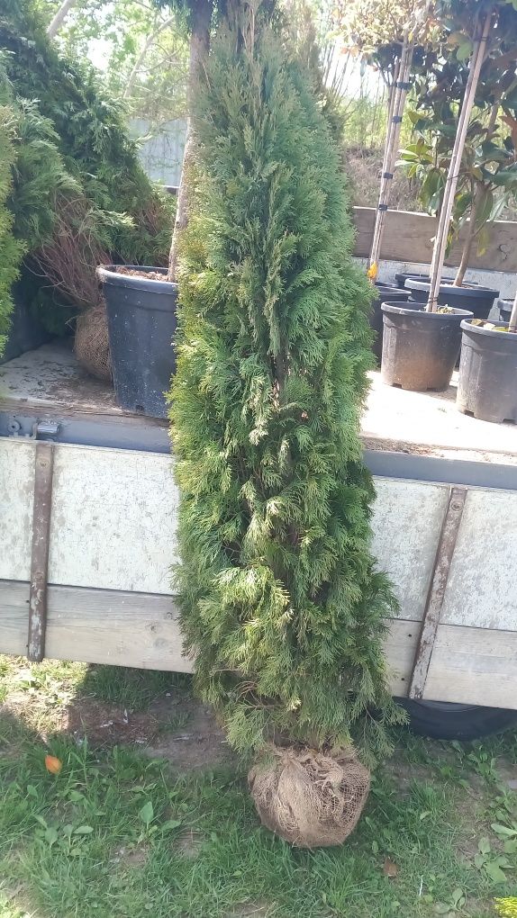 Thuja/tuia smaragd diferite dimensiuni