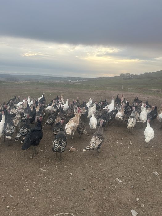 Индюк сатылады. Продается индюки.