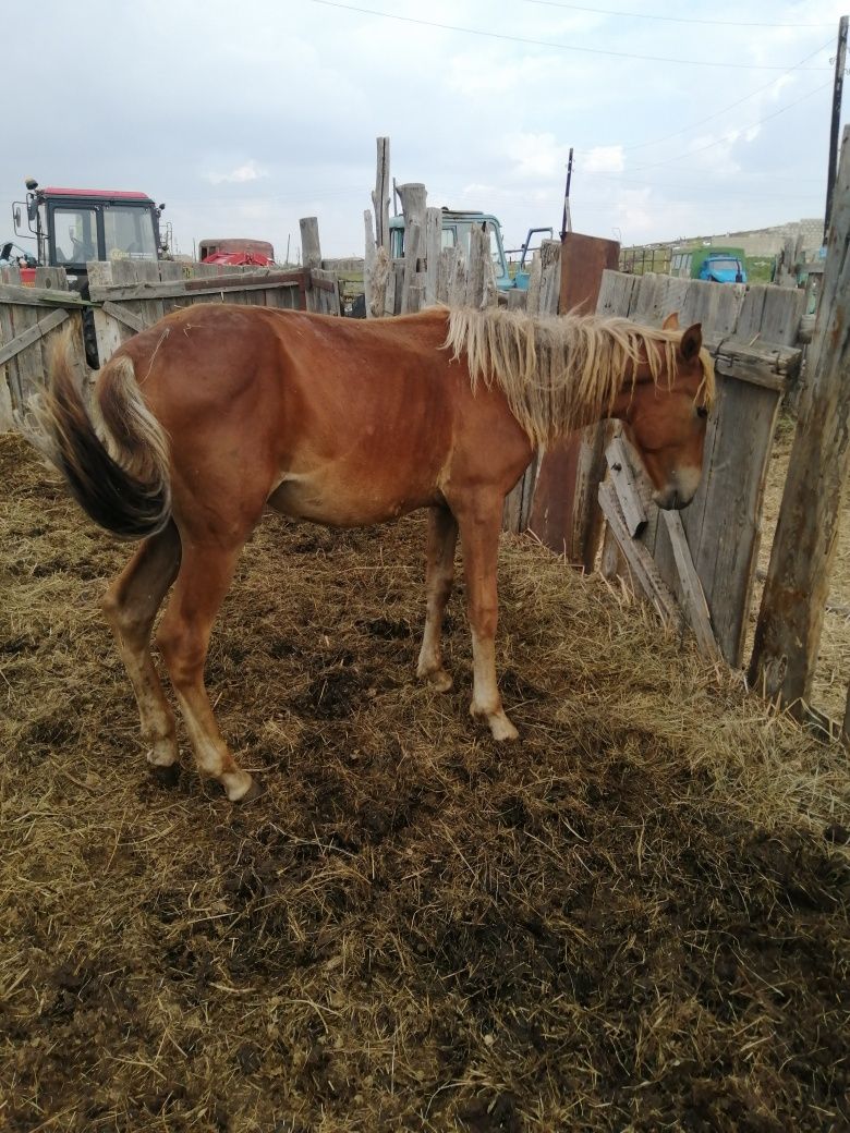 Продам жеребчика 1.5 года