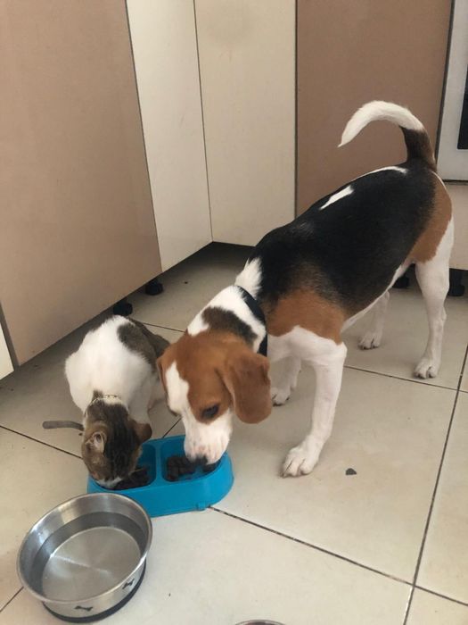 Cazare animăluțe de companie