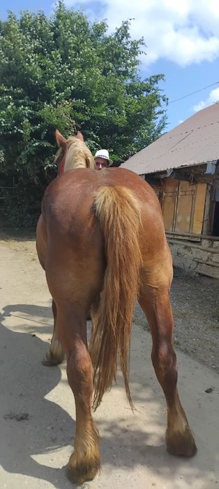 Vând iapa  de 5 ani cu acte