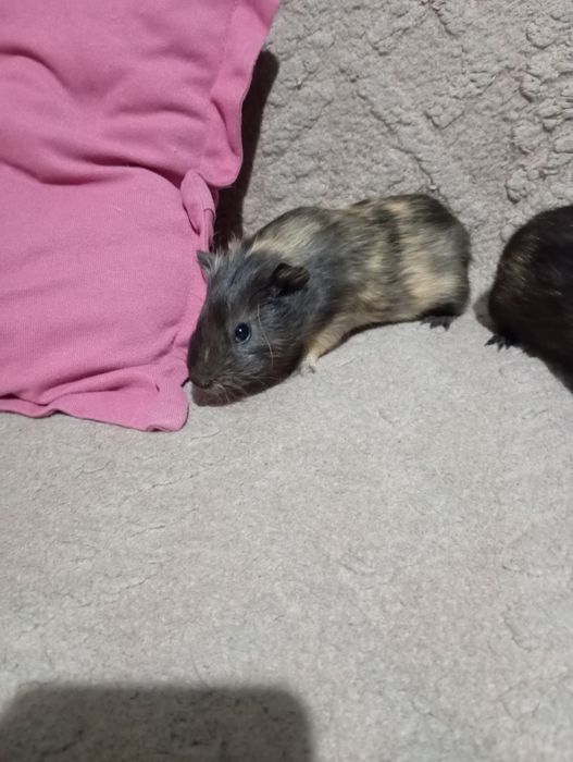 Срочно отдам морскую свинку бесплатно