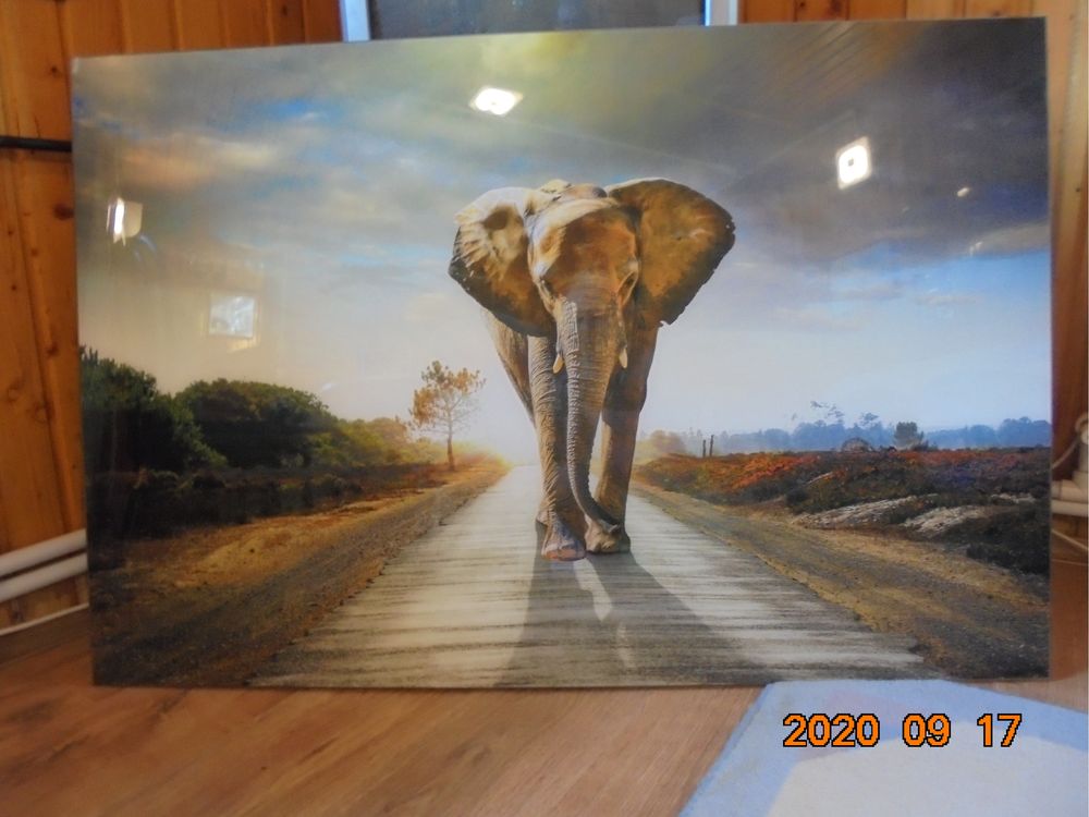 Tablou pictura pe sticla elefant