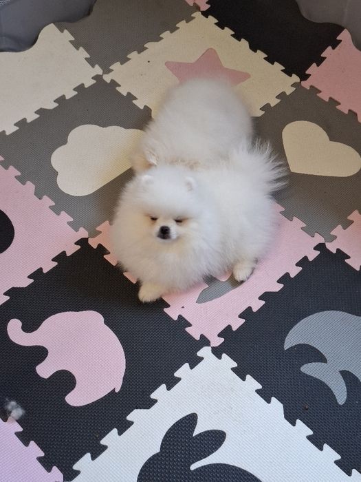 Pui Pomeranian mascul