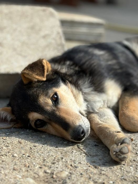 Подарява се сладко кученце