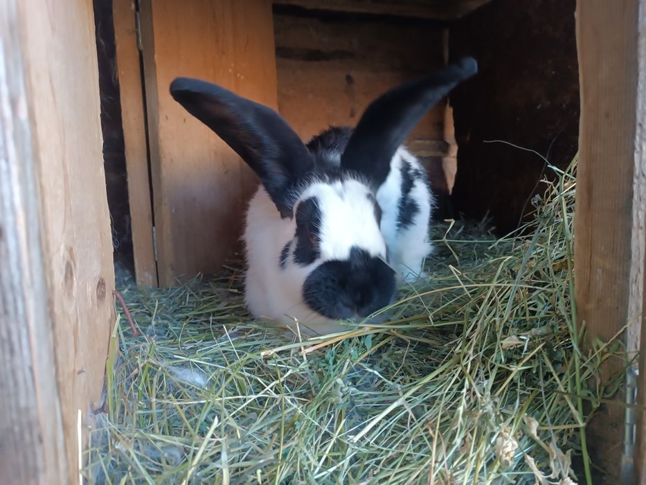 Iepuri fluture german,rasa pura